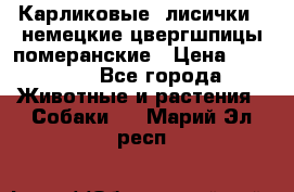 Карликовые “лисички“  немецкие цвергшпицы/померанские › Цена ­ 35 000 - Все города Животные и растения » Собаки   . Марий Эл респ.